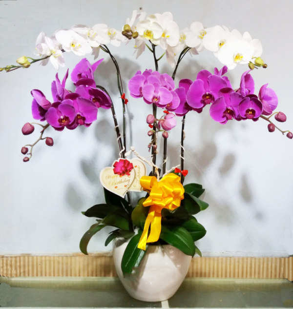 Chậu lan hồ điệp - 08
