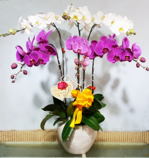 Shop Hoa thị trấn Chi Lăng, Tịnh Biên, An Giang